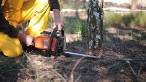 How Our Tree Care Process Works  in  Lake Andes, SD