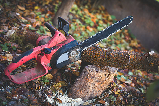 Reliable Lake Andes, SD Tree Care Solutions